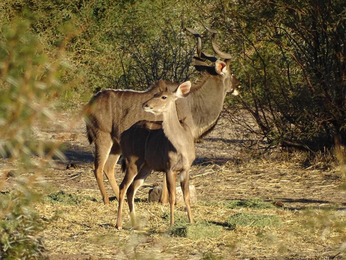 Teri-Lemveli Lodge Beaufort West Εξωτερικό φωτογραφία